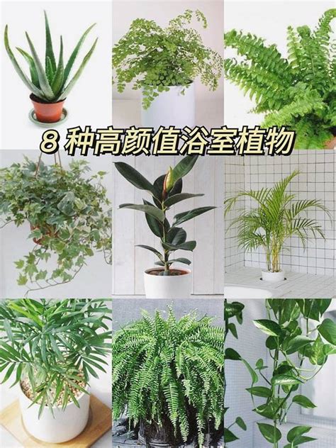 玄關耐陰植物|耐陰又好養的九種大型室內植栽推薦，沒有陽光也能享。